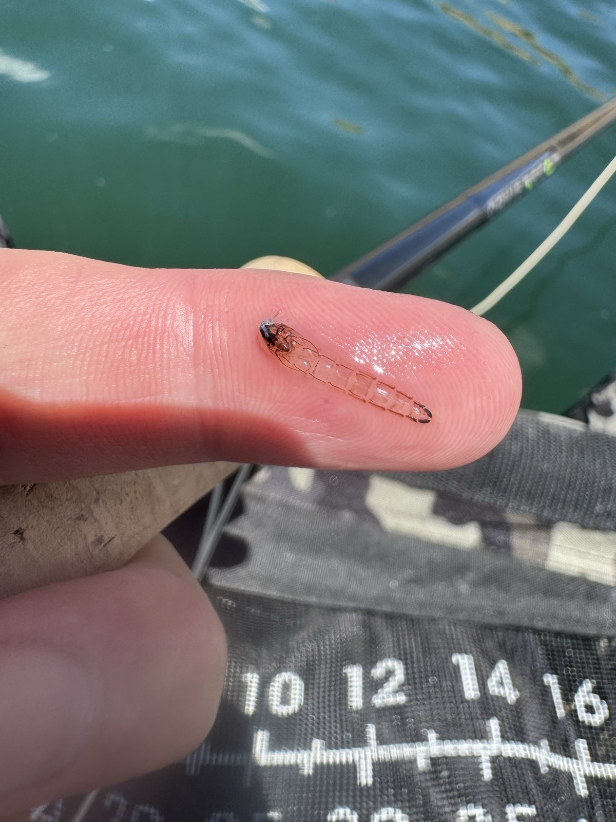 Trout Tricks chironomid pupa pattern still in a Spinney rainbow's jaw