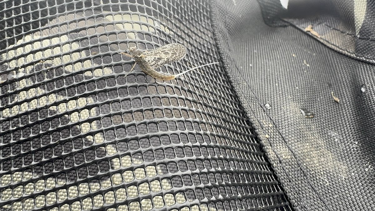 Big Spinney Mountain rainbow ready for release