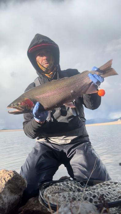 Cloudy-day cutbow caught during a peak May chironomid emergence