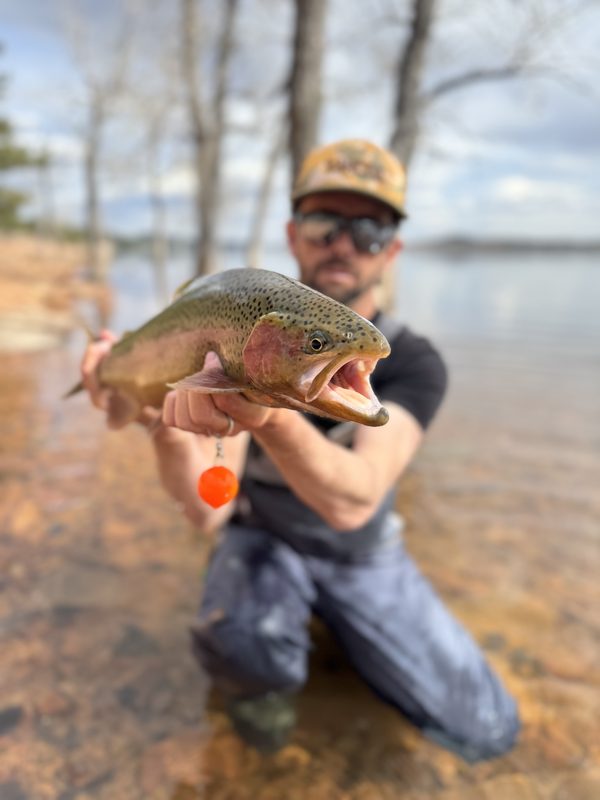 Colorado stillwater rainbow trout taken on a chironomid below an indicator during the May hatch