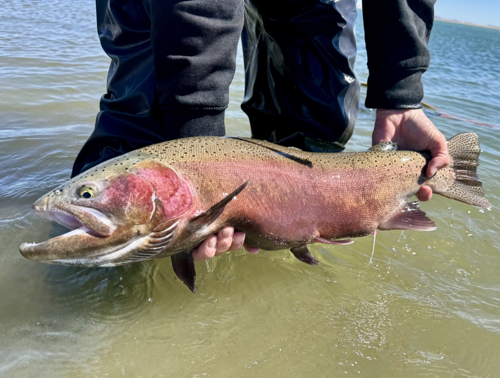 Wyoming stillwater rainbow trout caught on a chironomid