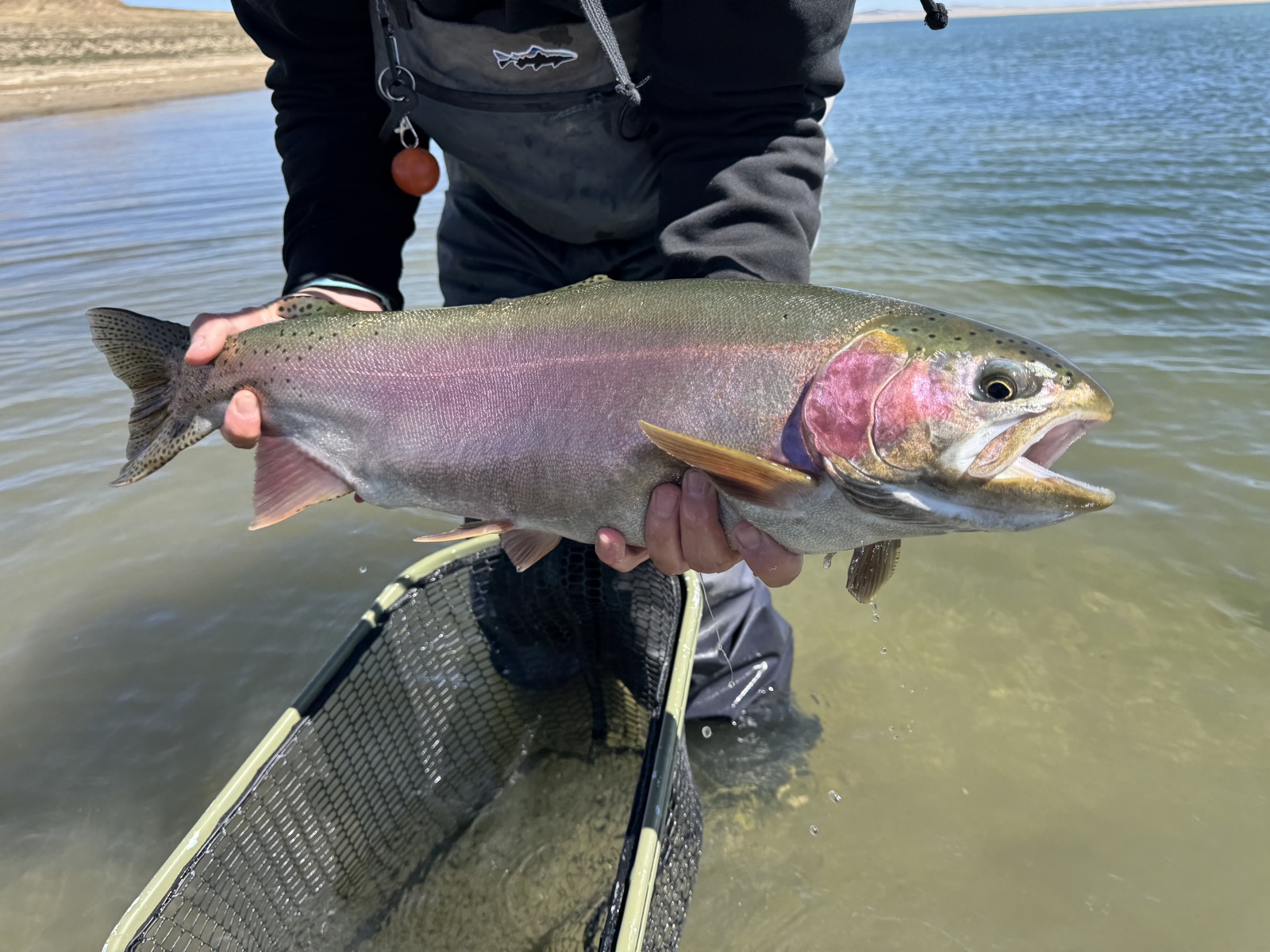 Wyoming stillwater rainbow trout taken on a scud below the indicator