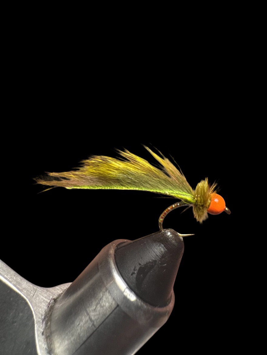 Mayer's Leech