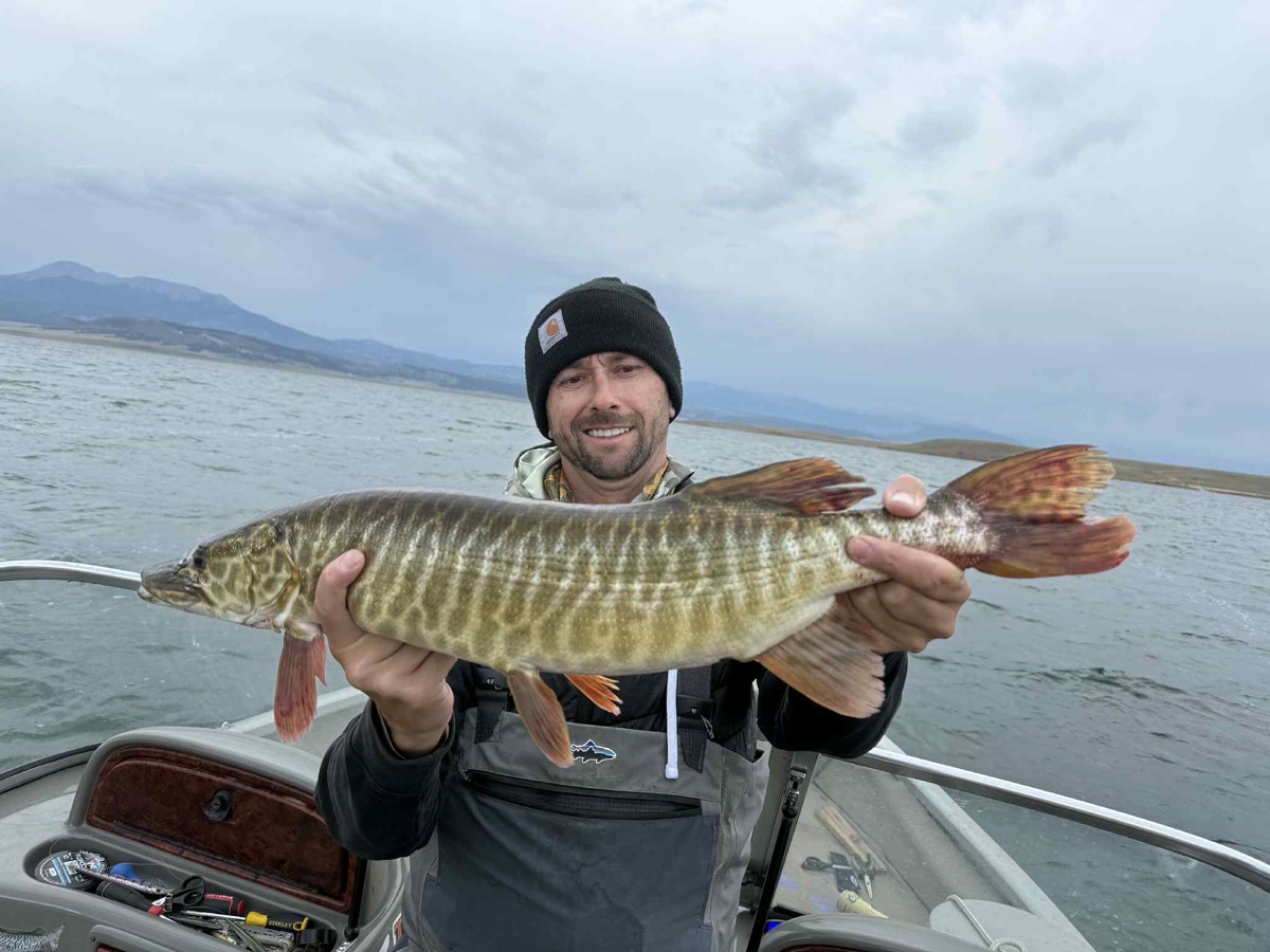Colorado trout 1
