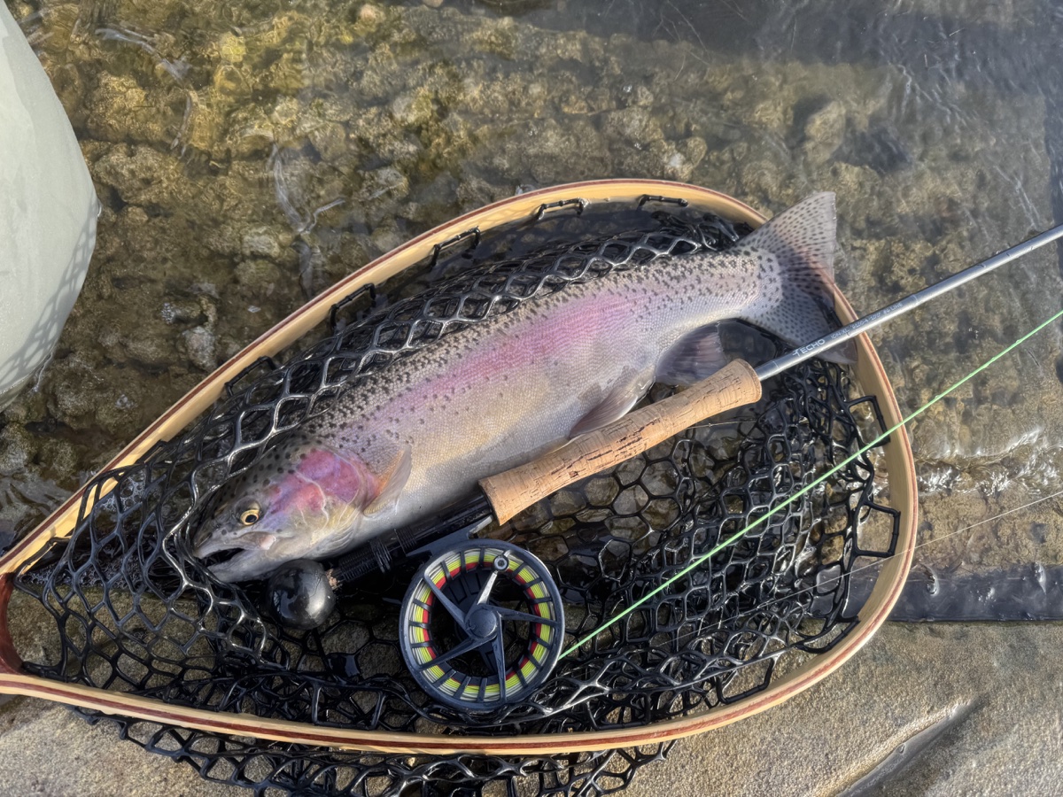 Colorado trout 10