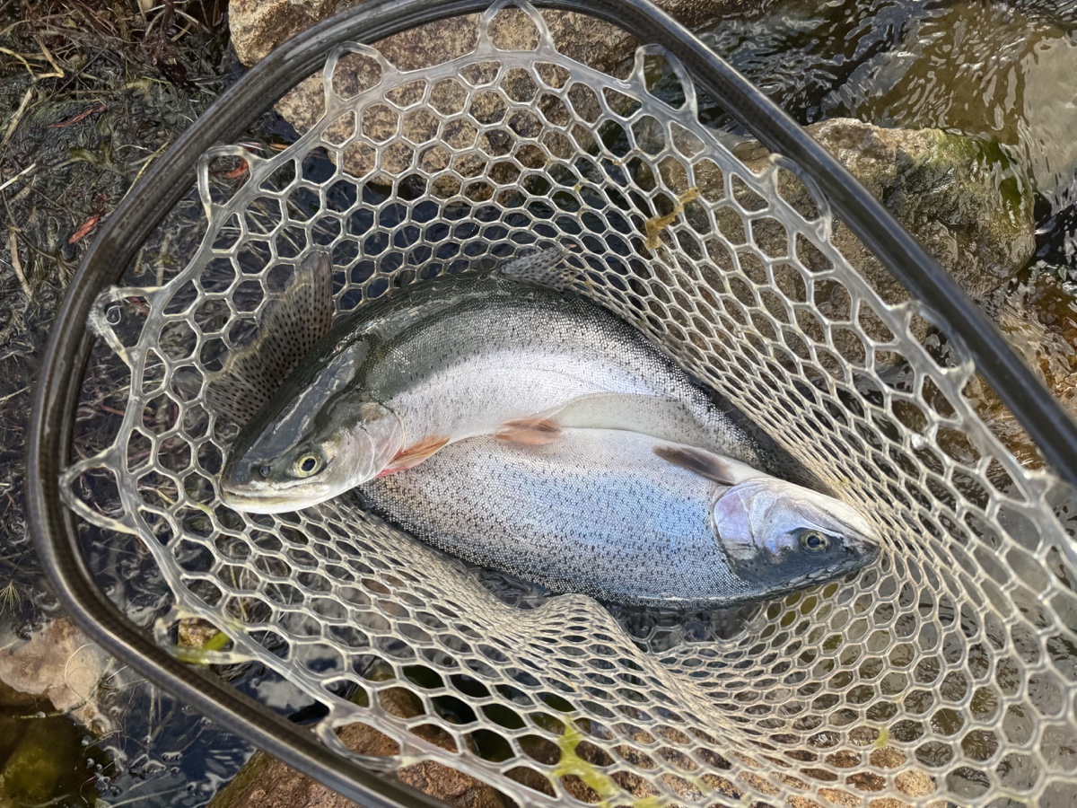 Colorado trout 99