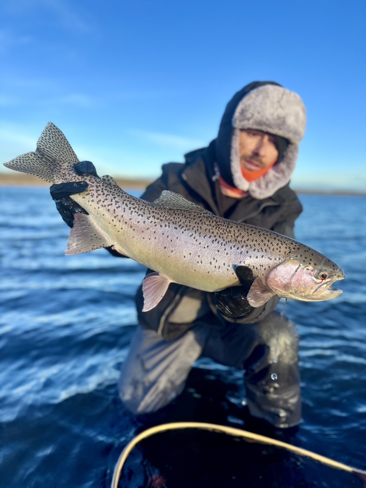 Colorado trout 100