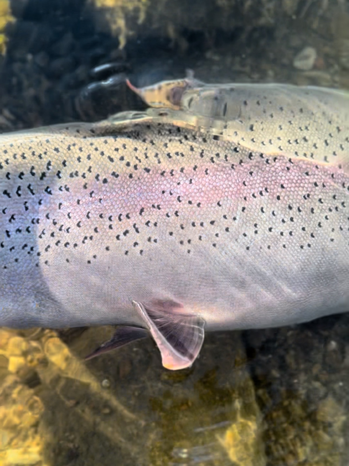 Colorado trout 101