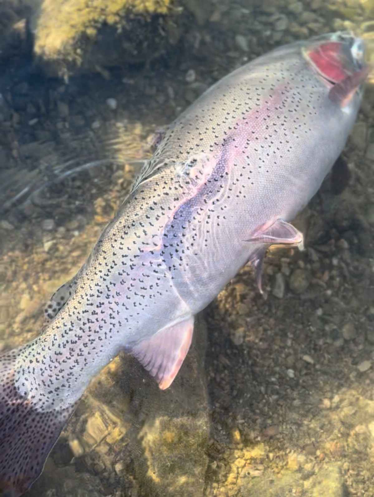 Colorado trout 102