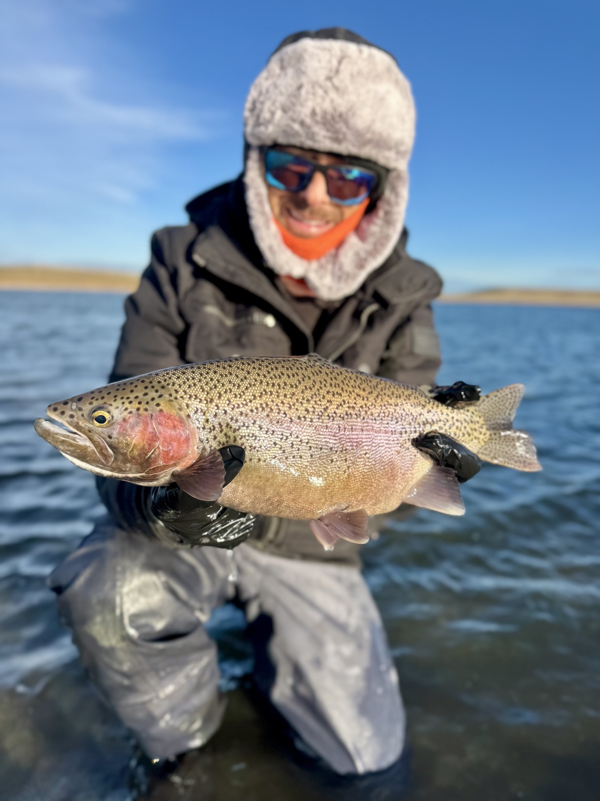 Colorado trout 103