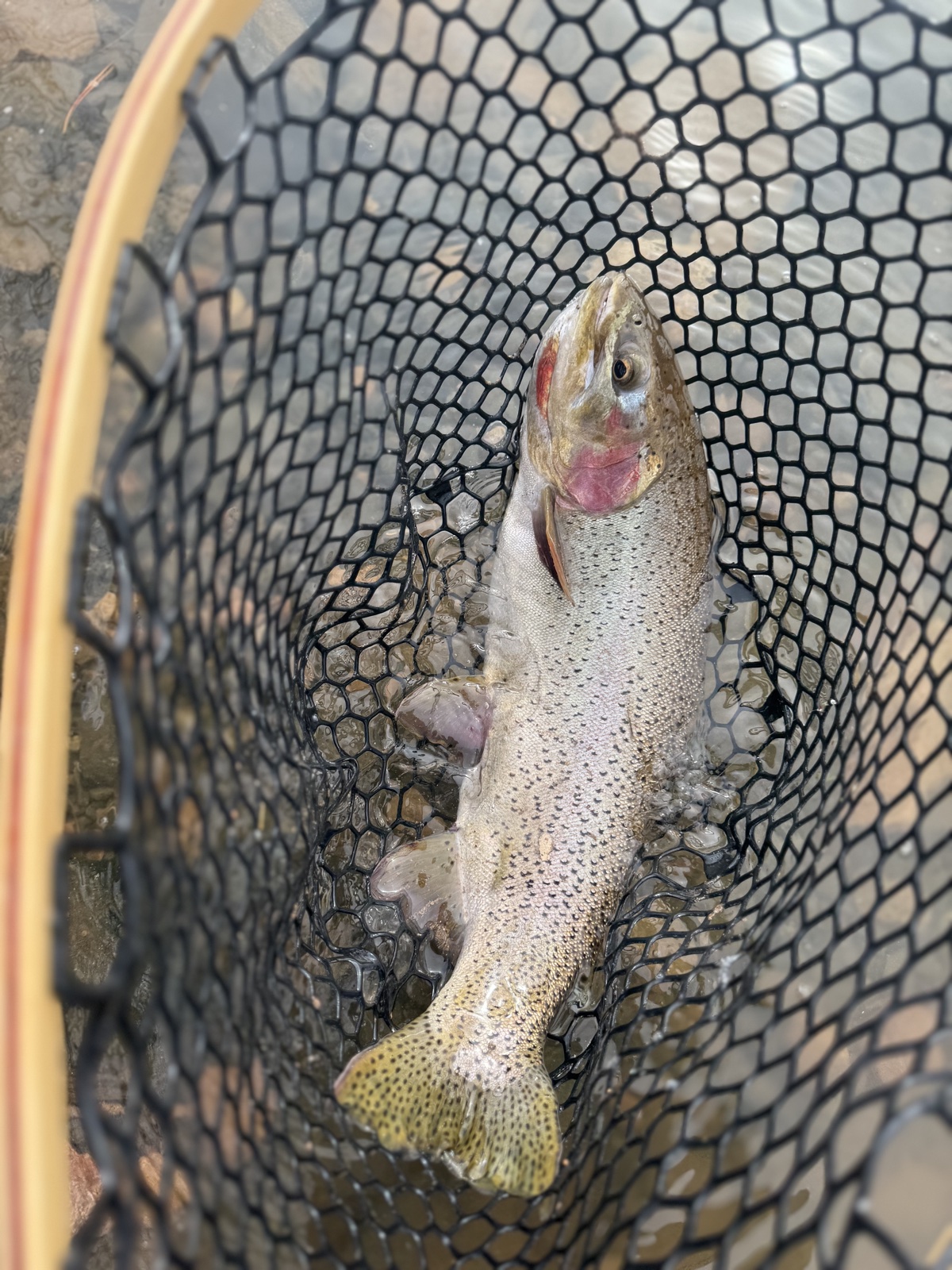 Colorado trout 106