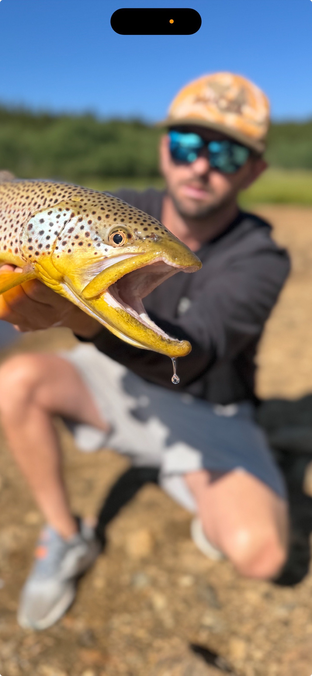 Colorado trout 111