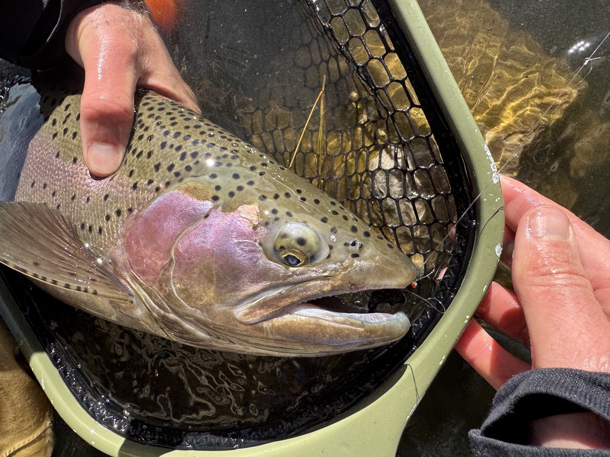 Colorado trout 15