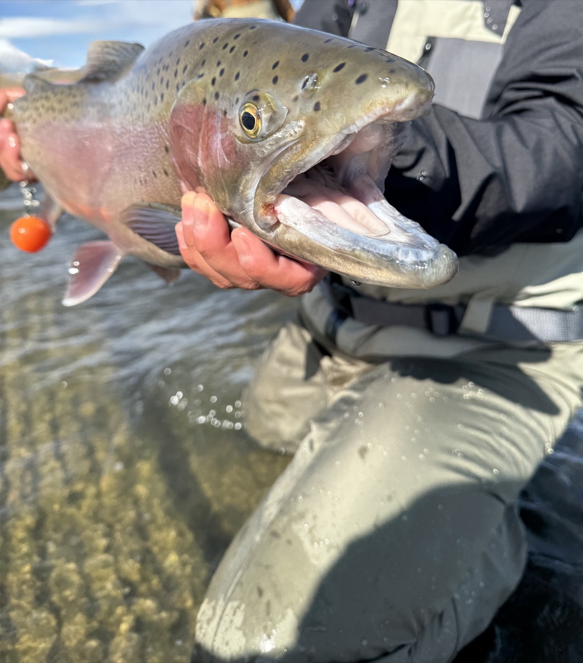 Colorado trout 17