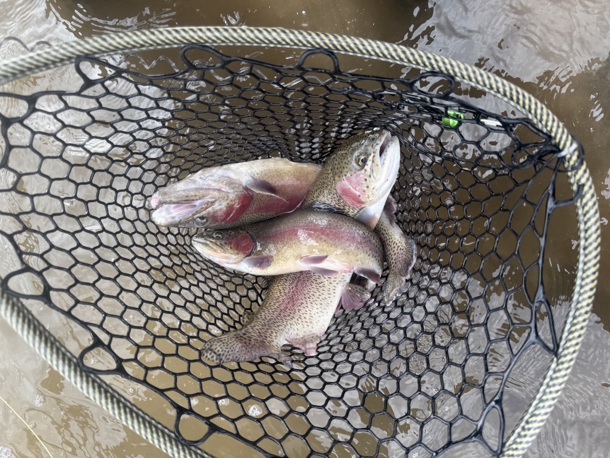 Colorado trout 18