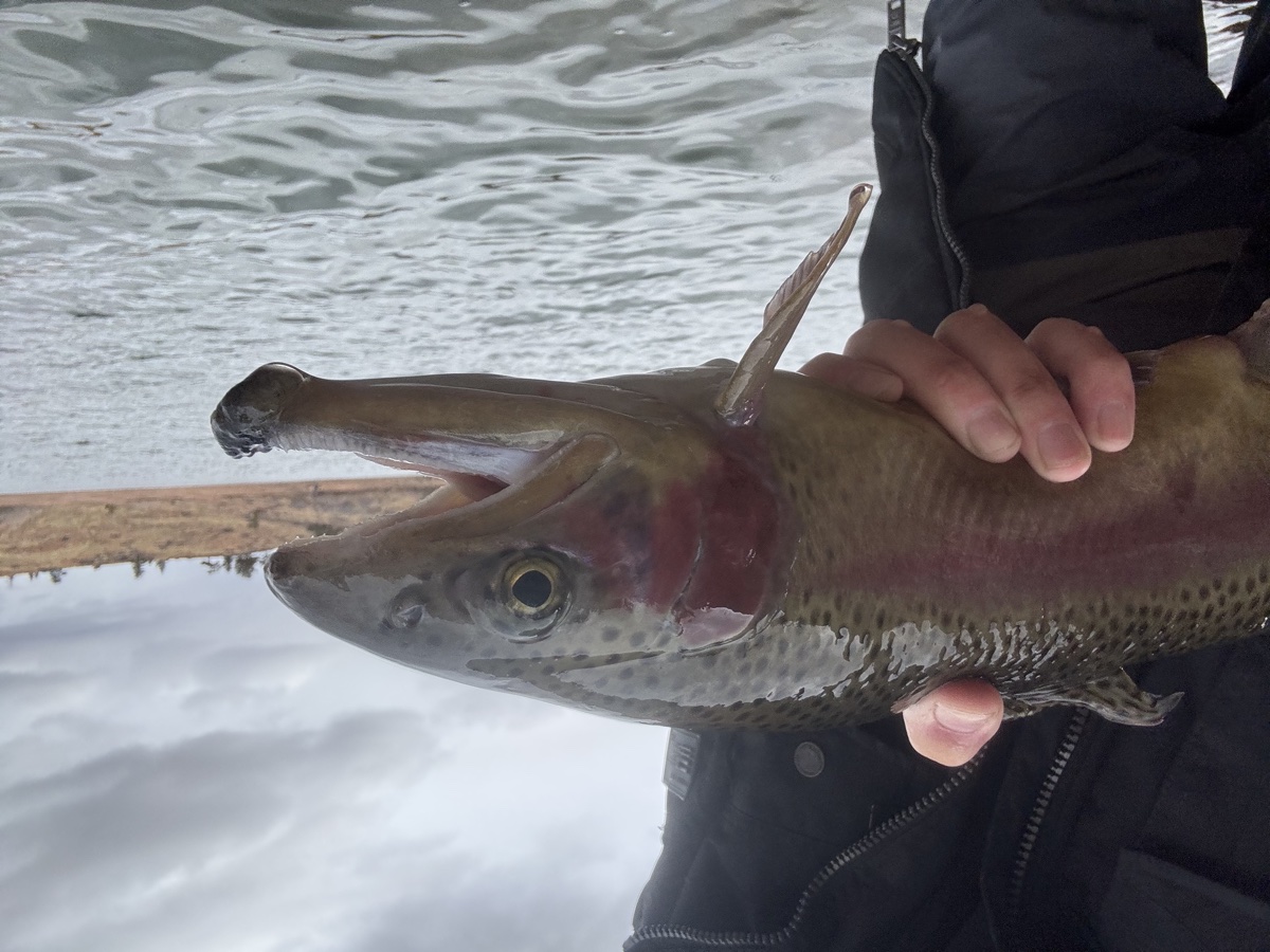 Colorado trout 19