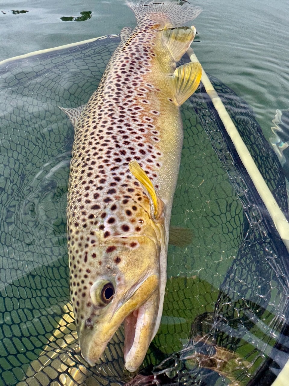 Colorado trout 2