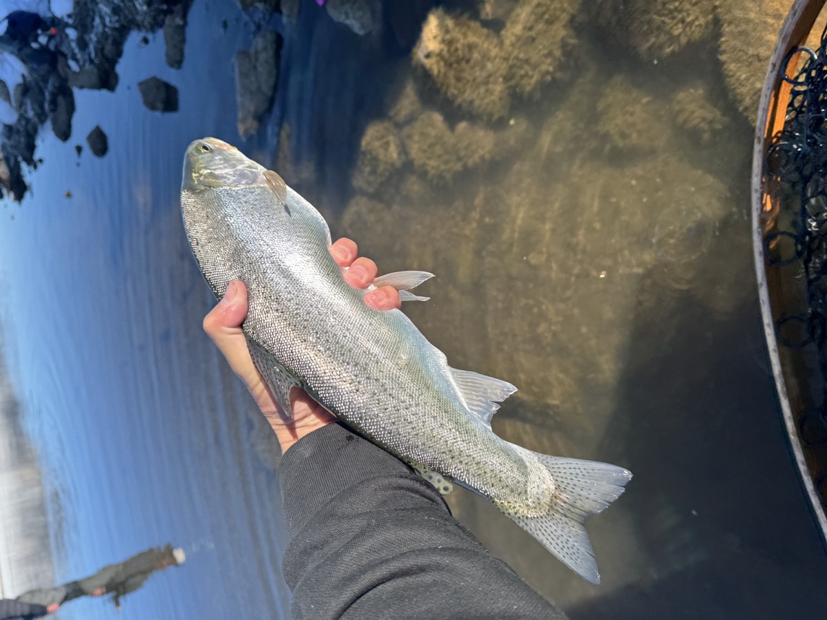 Colorado trout 24