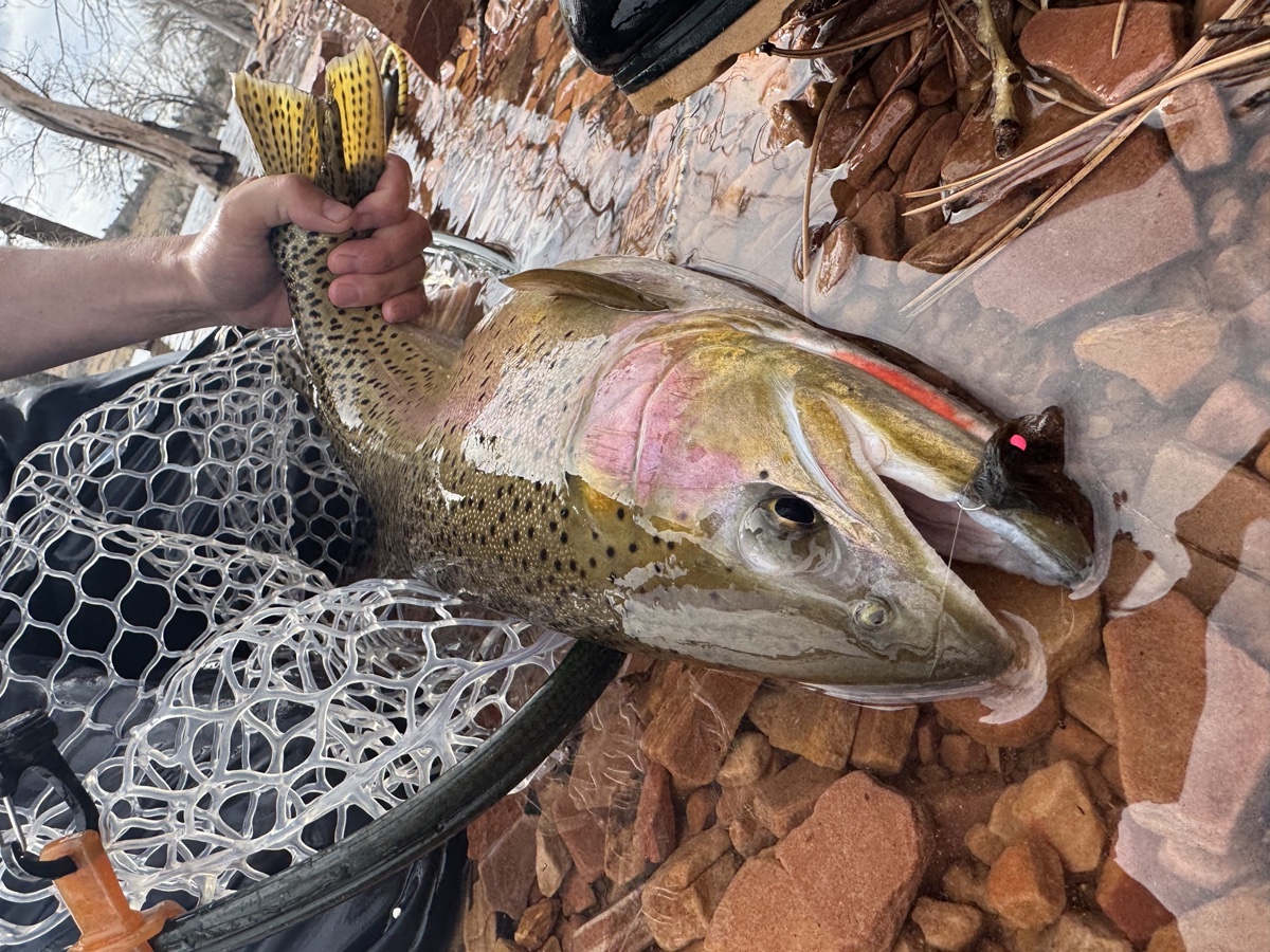 Colorado trout 26