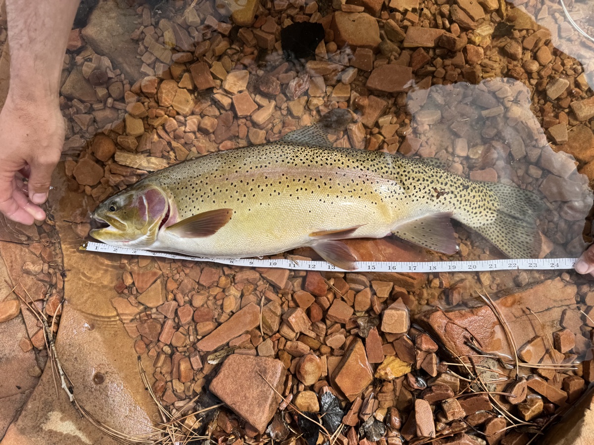 Colorado trout 27