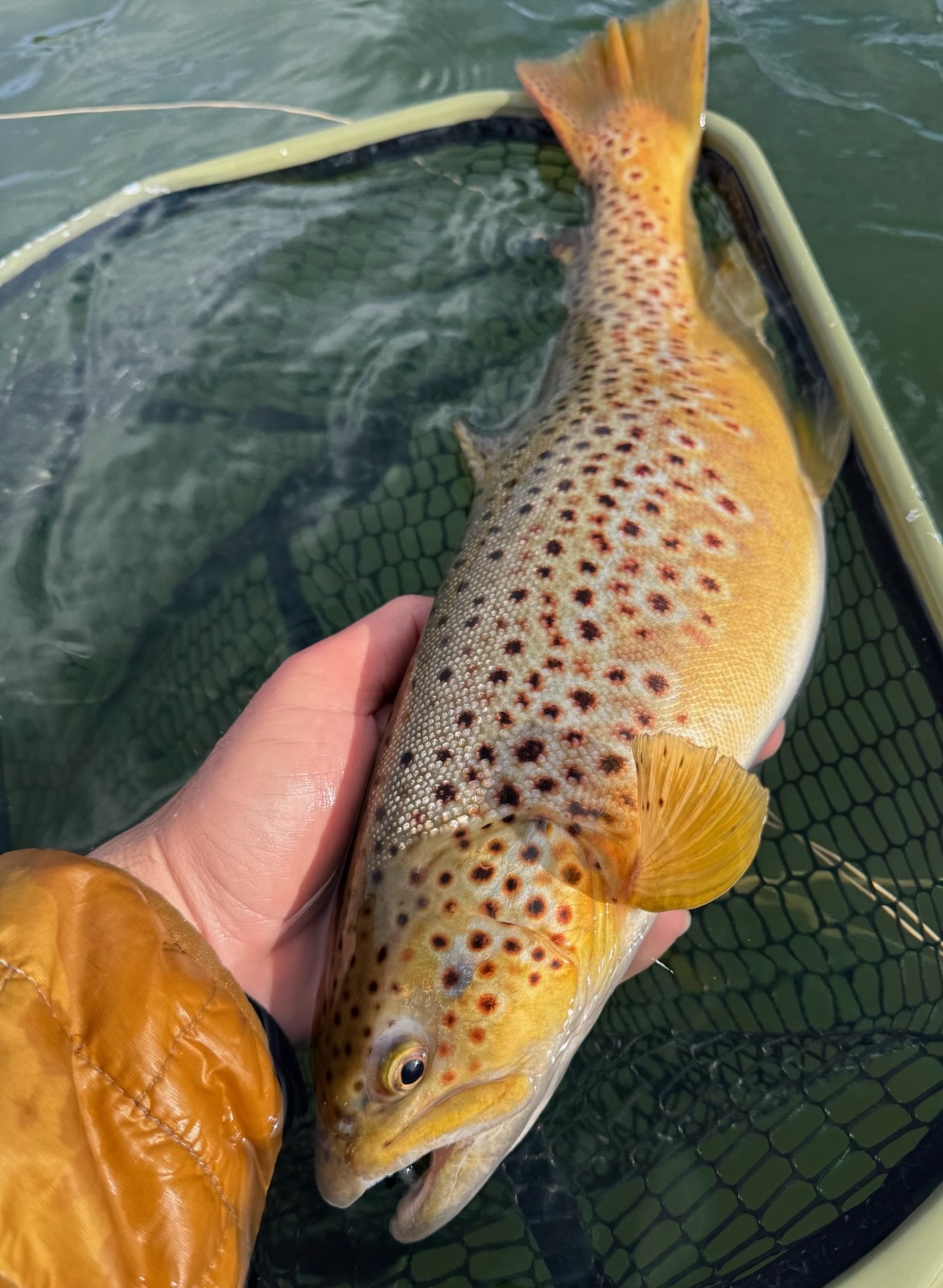 Colorado trout 3