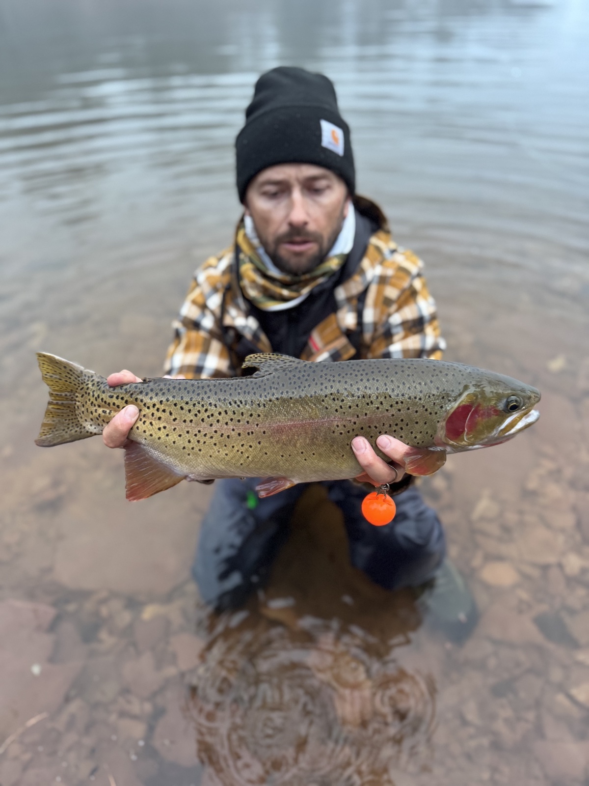 Colorado trout 30