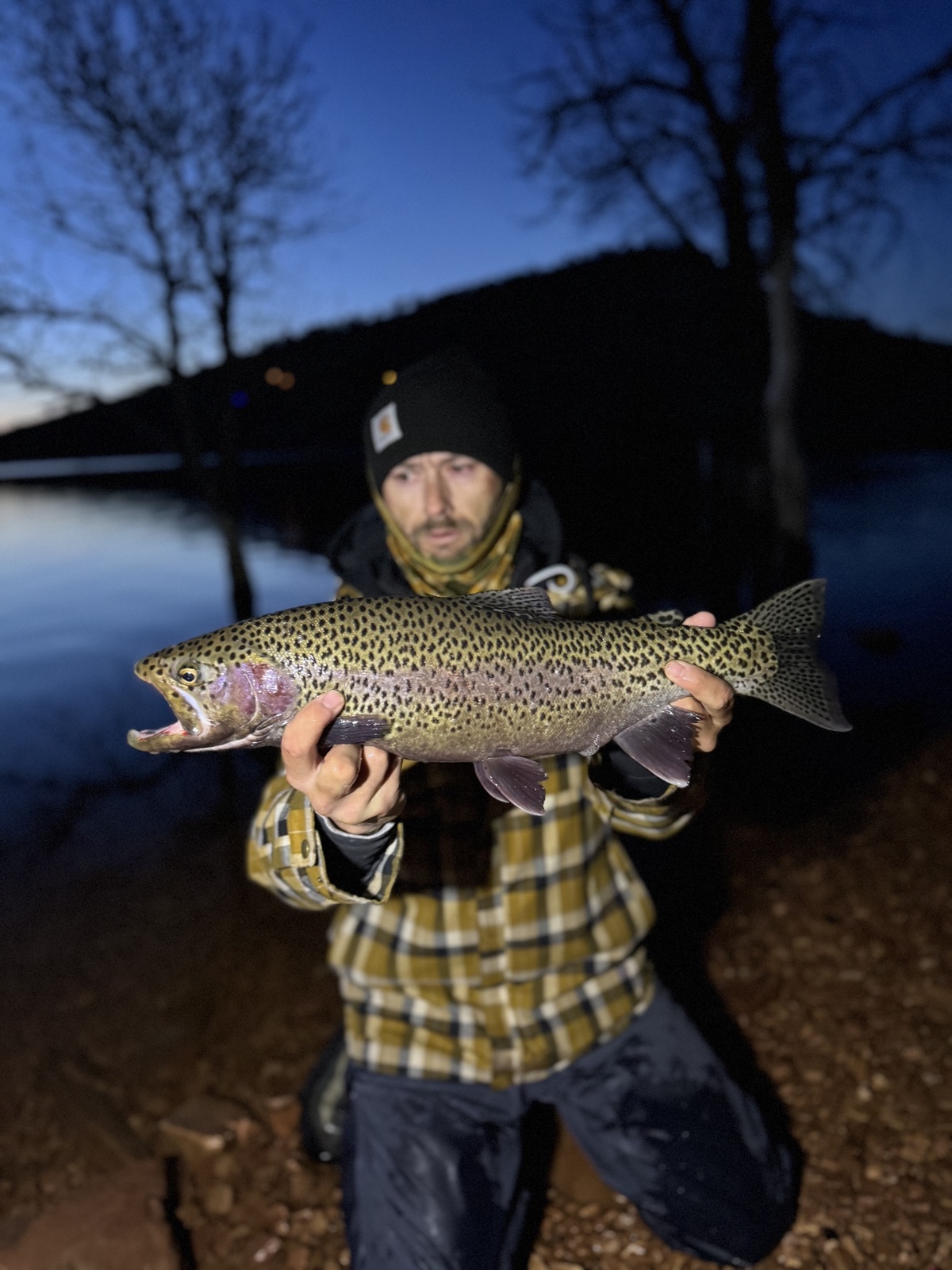 Colorado trout 32
