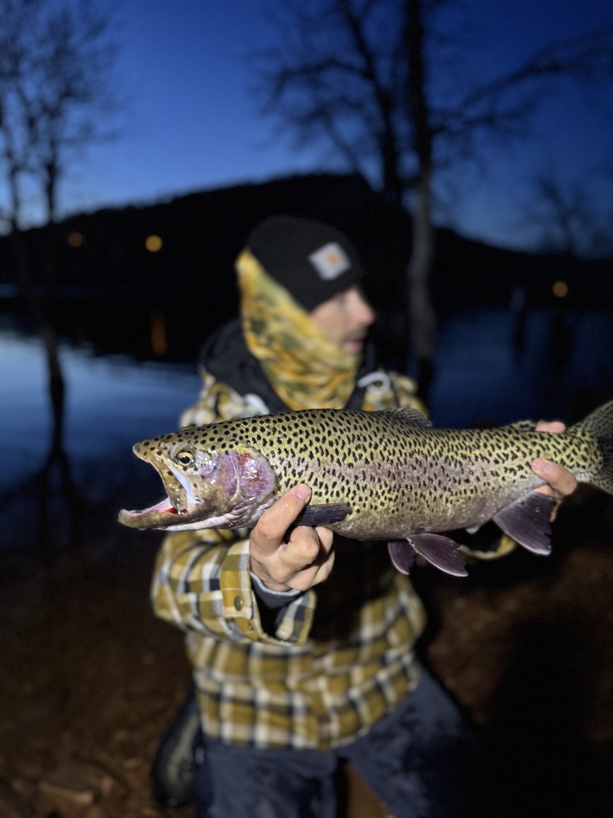 Colorado trout 33