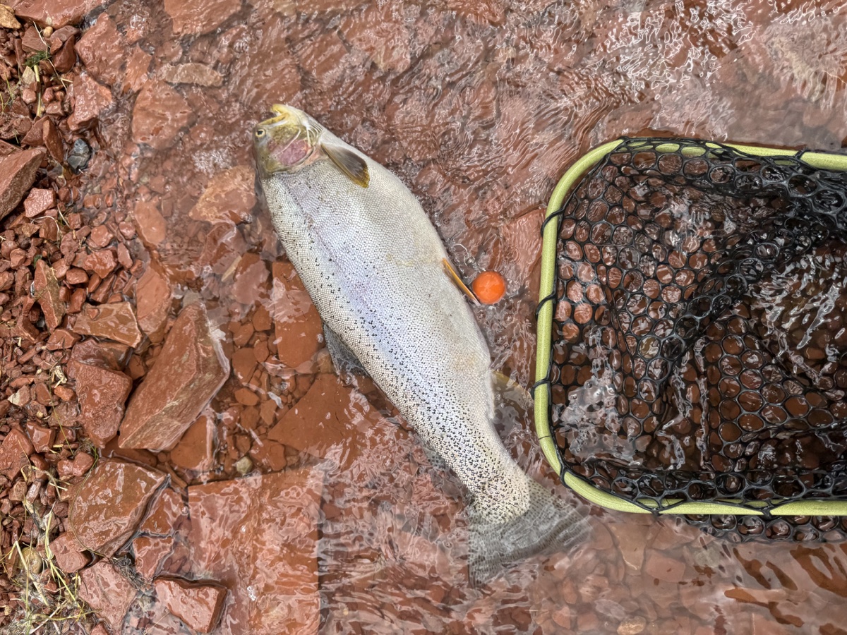 Colorado trout 36