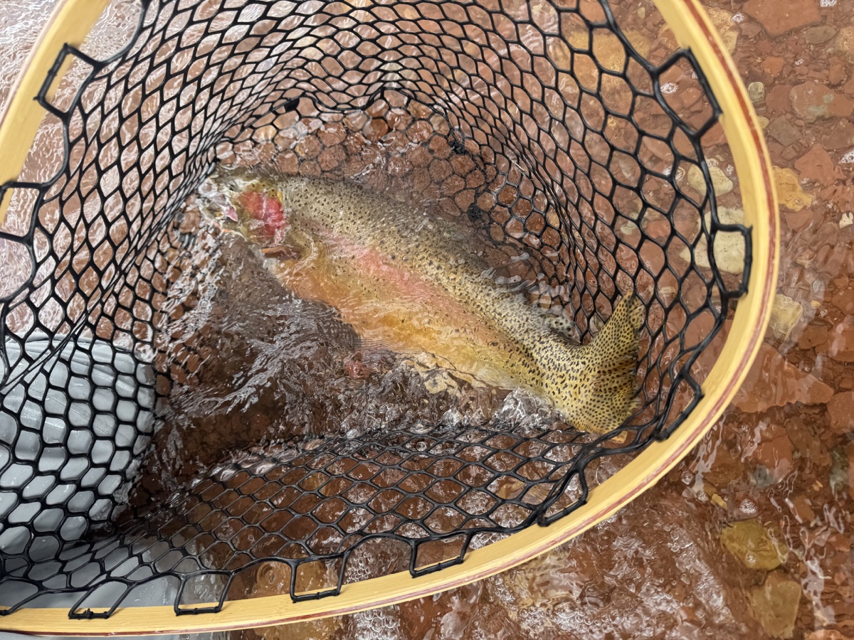 Colorado trout 38