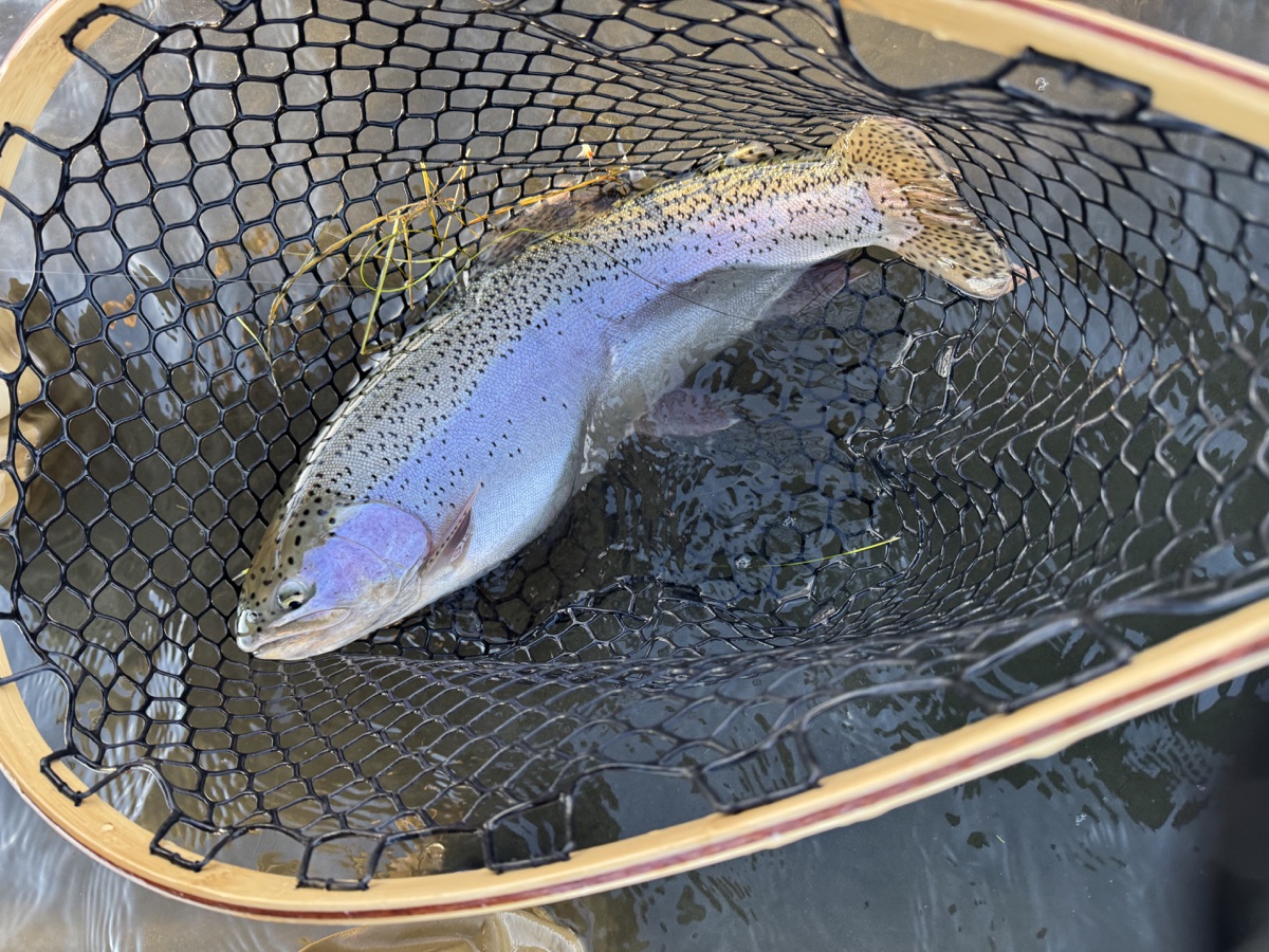 Colorado trout 4