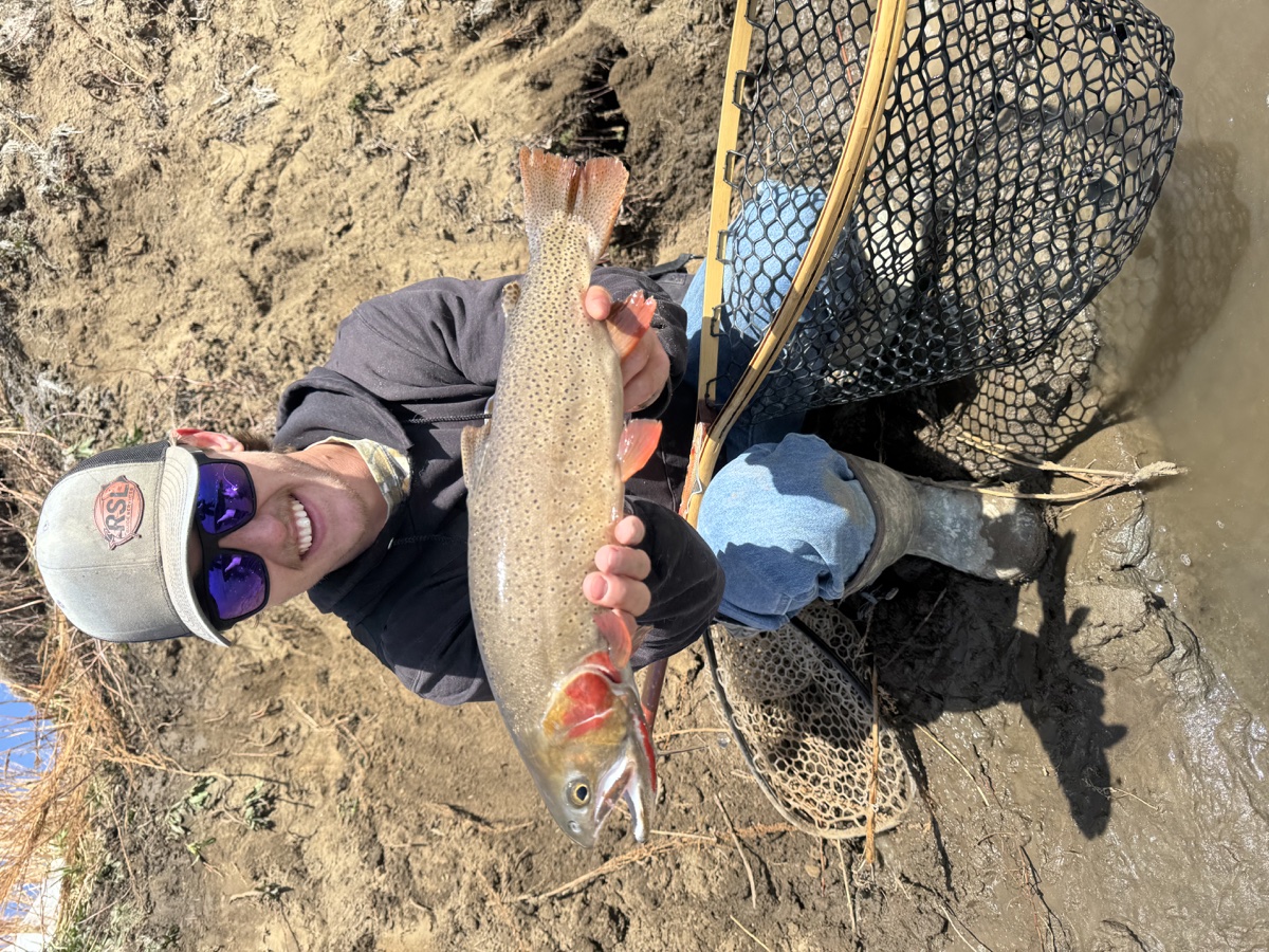 Colorado trout 42