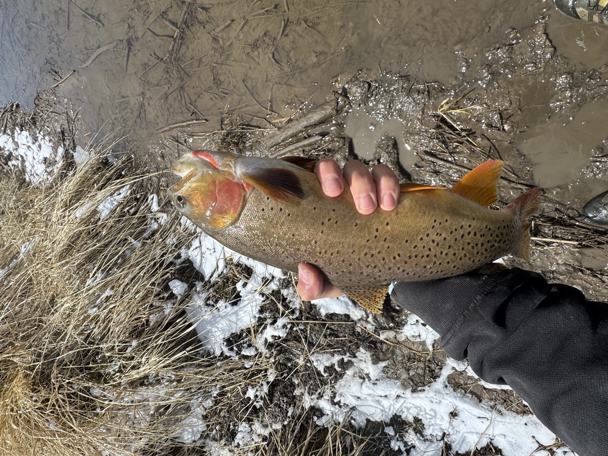 Colorado trout 43