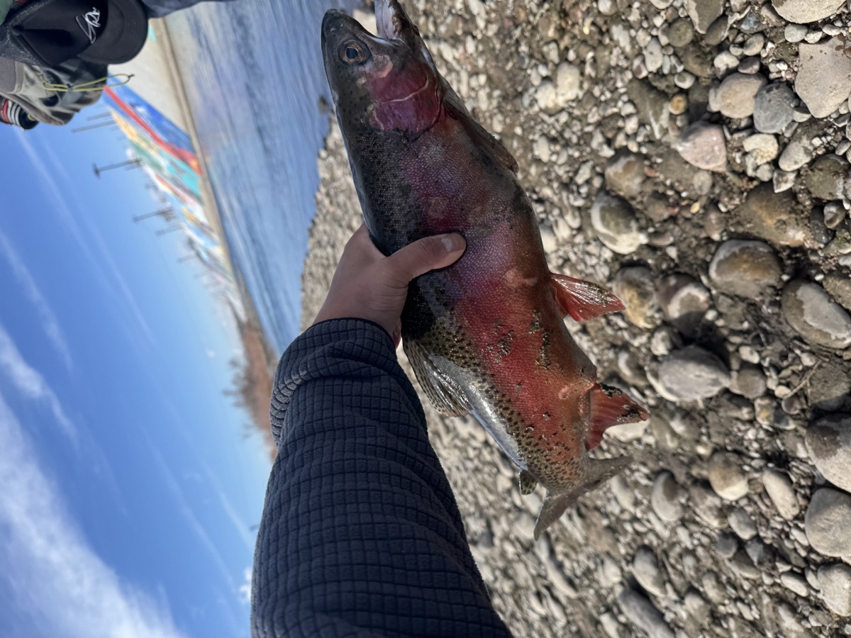 Colorado trout 45