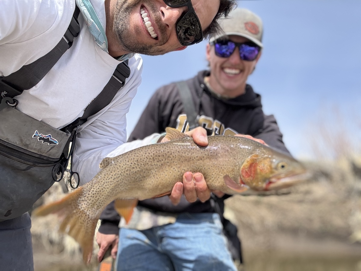 Colorado trout 46