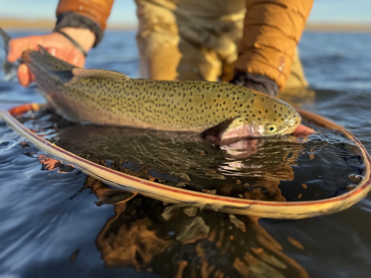 Colorado trout 5