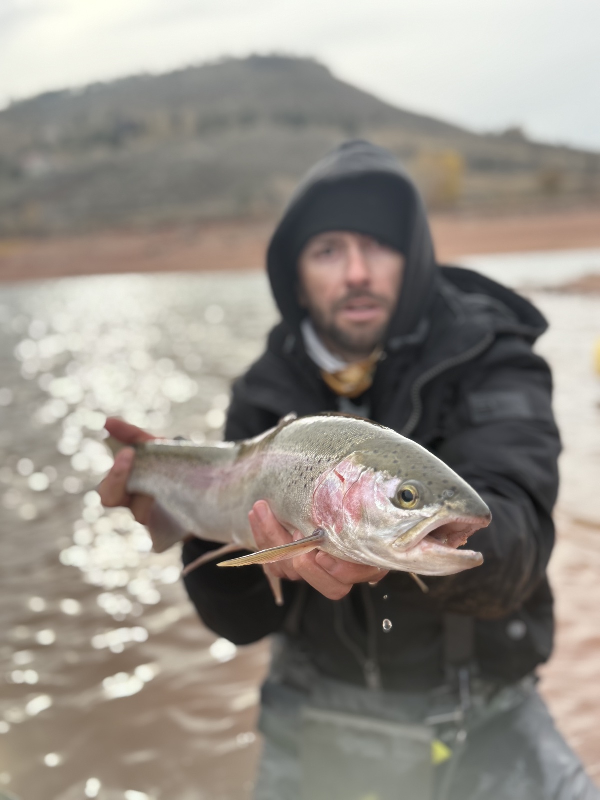 Colorado trout 54