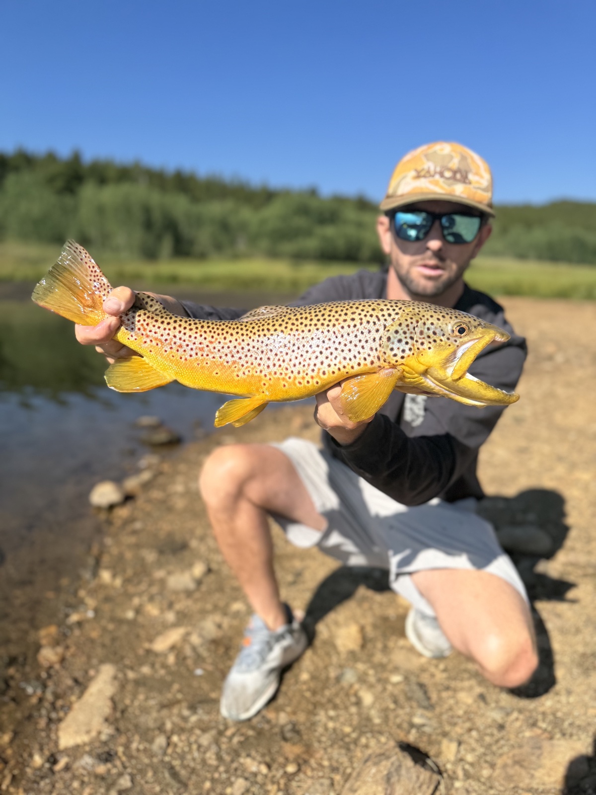 Colorado trout 55
