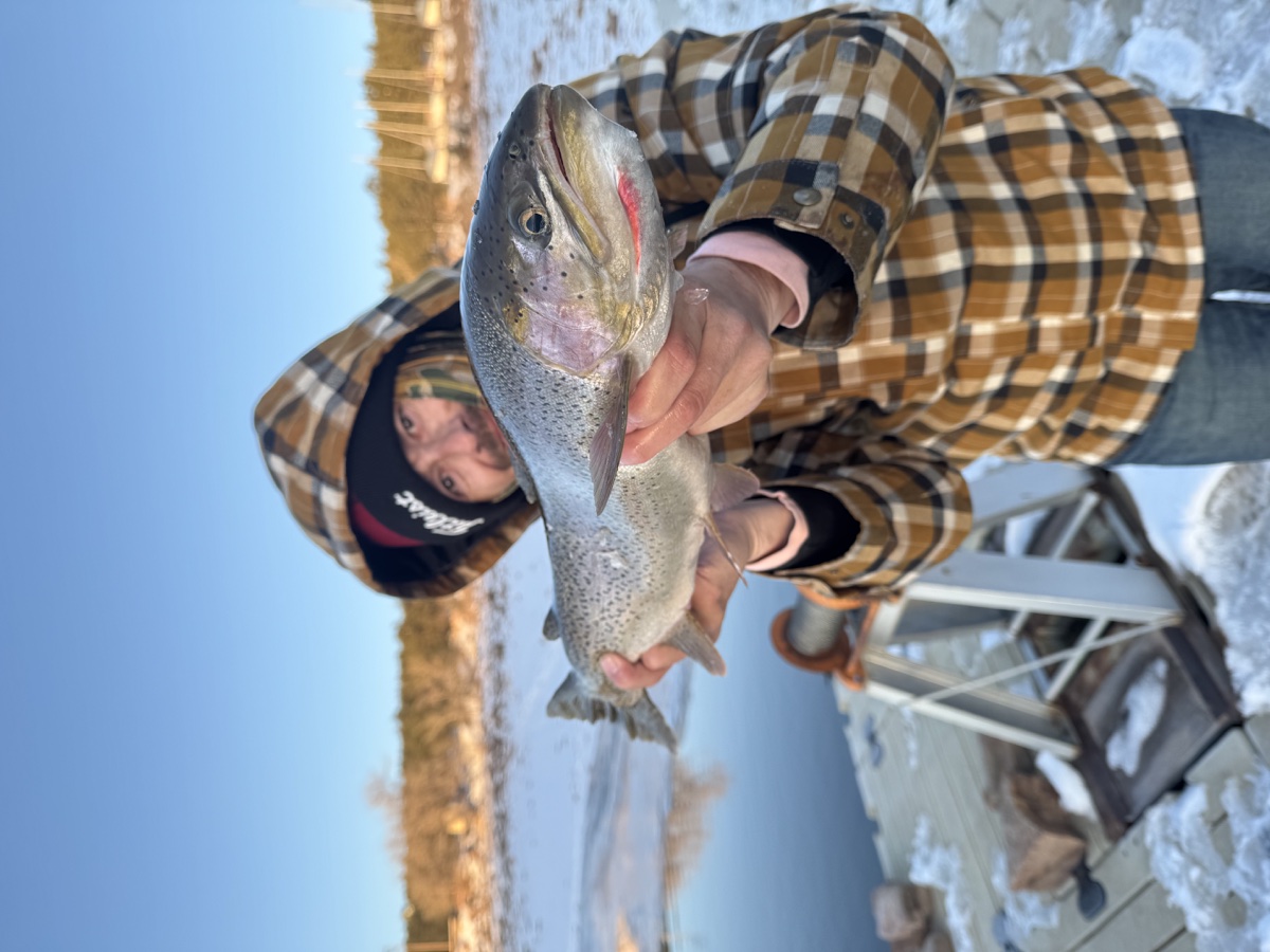 Colorado trout 56