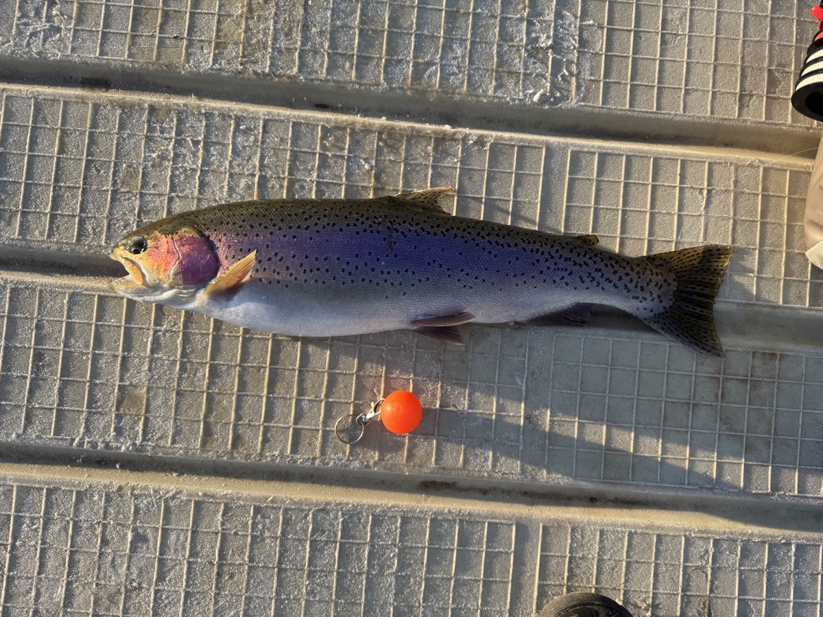 Colorado trout 57