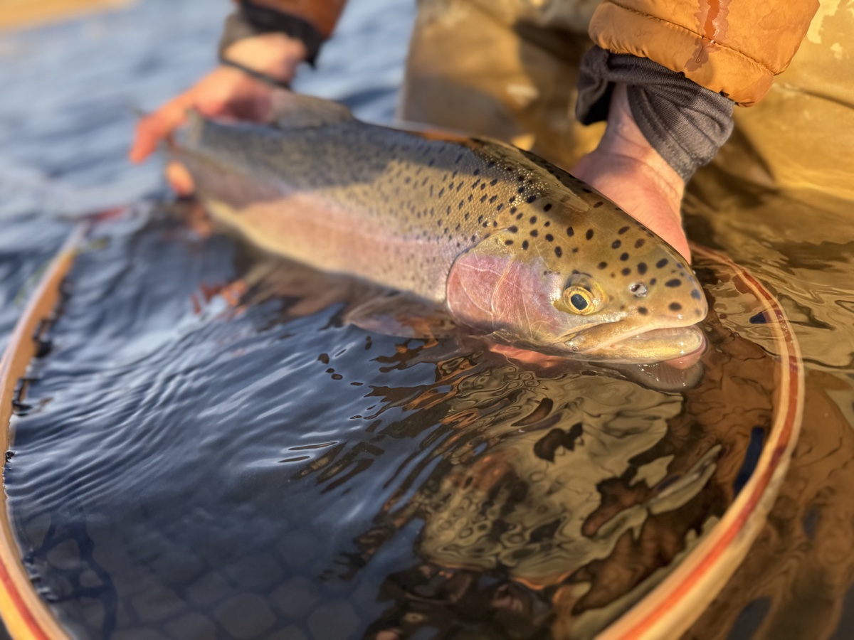 Colorado trout 6