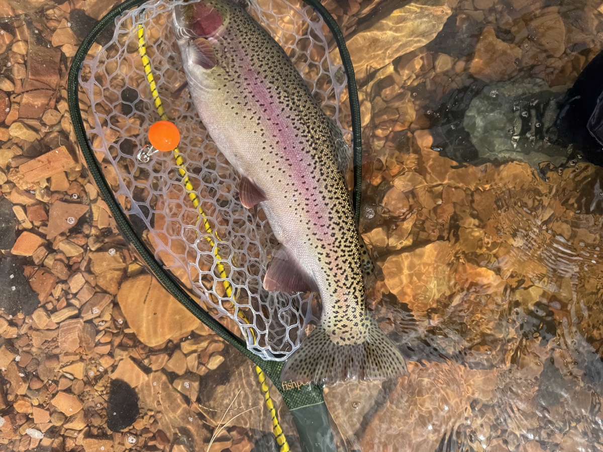 Colorado trout 63