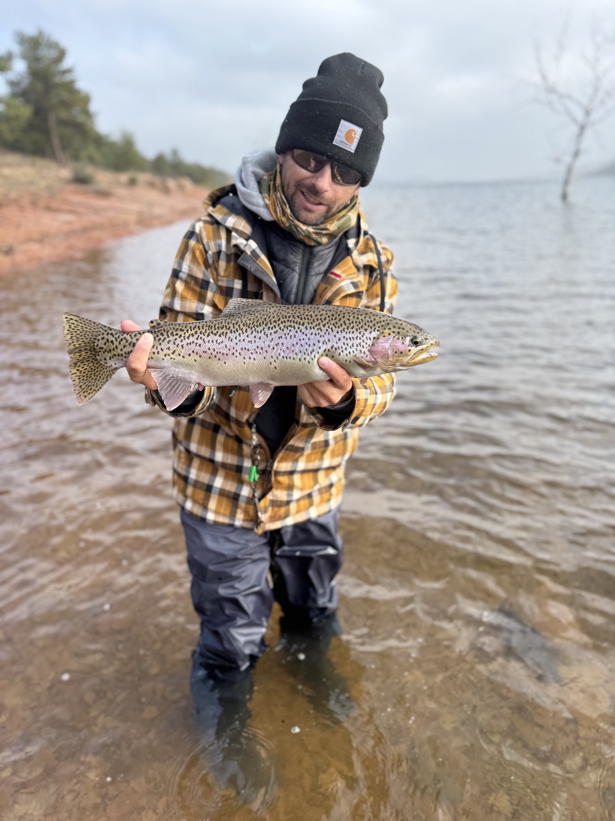 Colorado trout 67