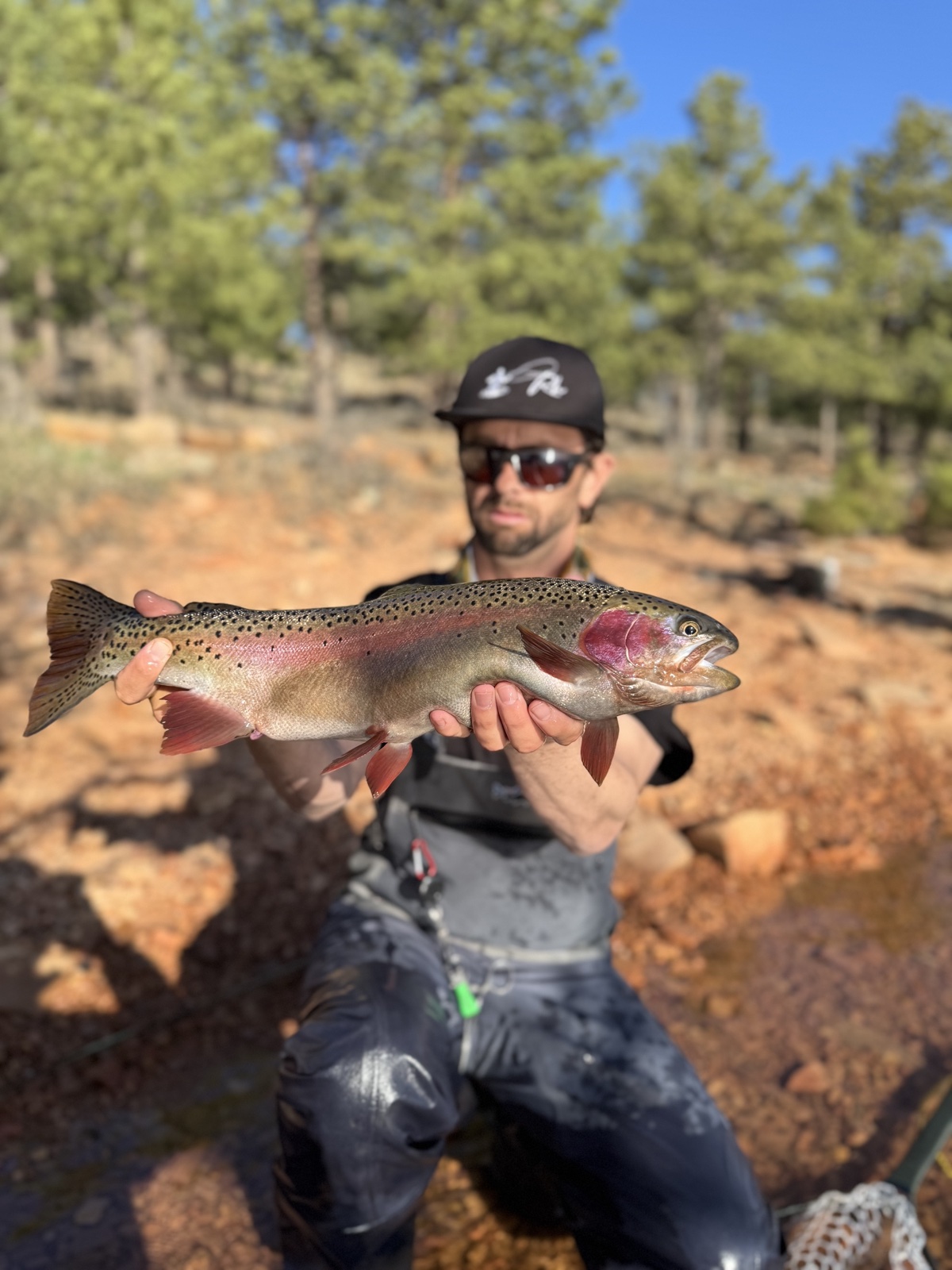 Colorado trout 72