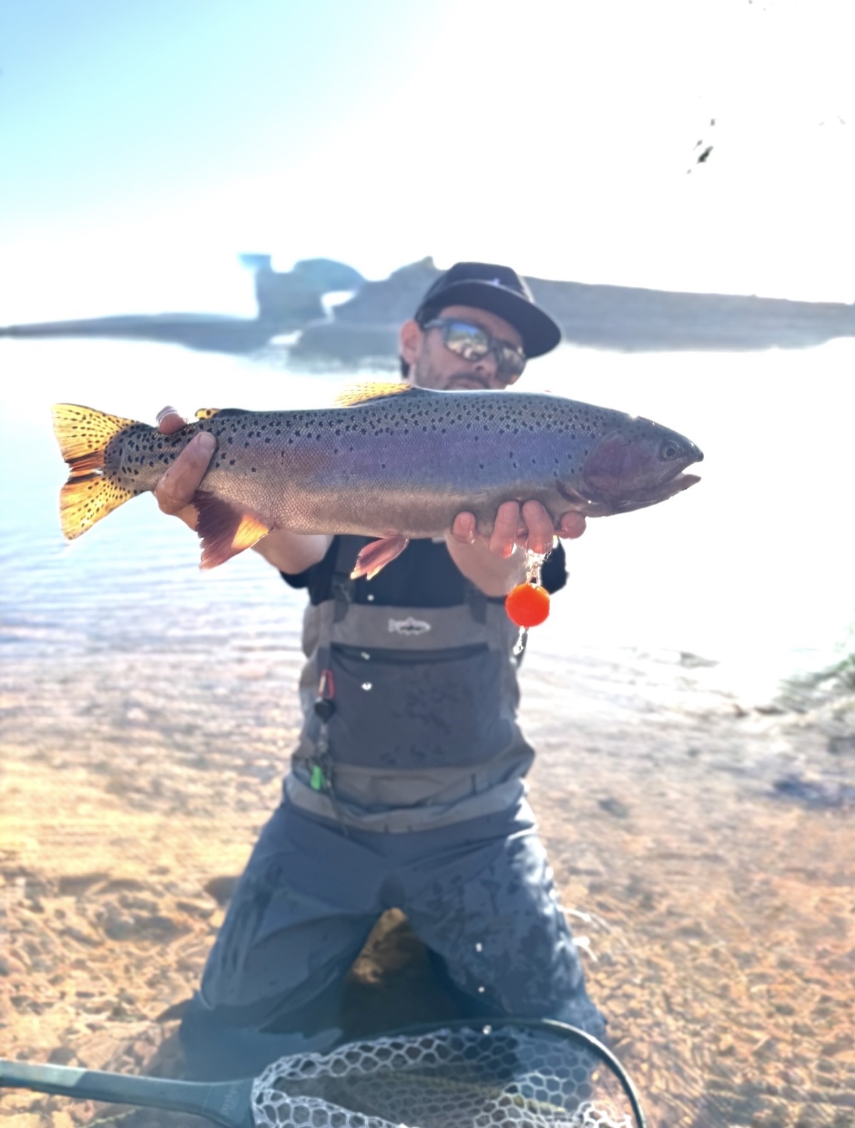 Colorado trout 73