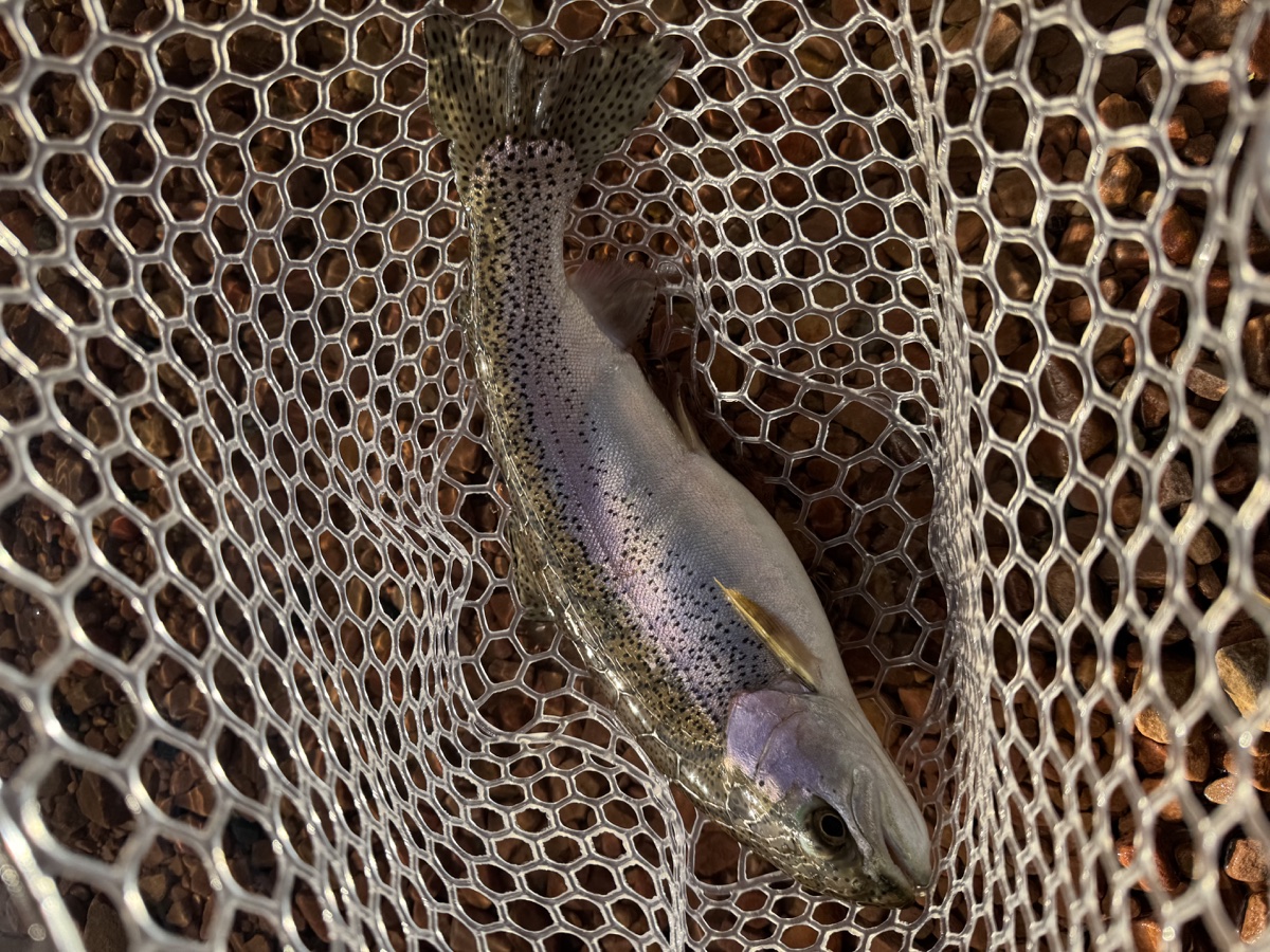 Colorado trout 75