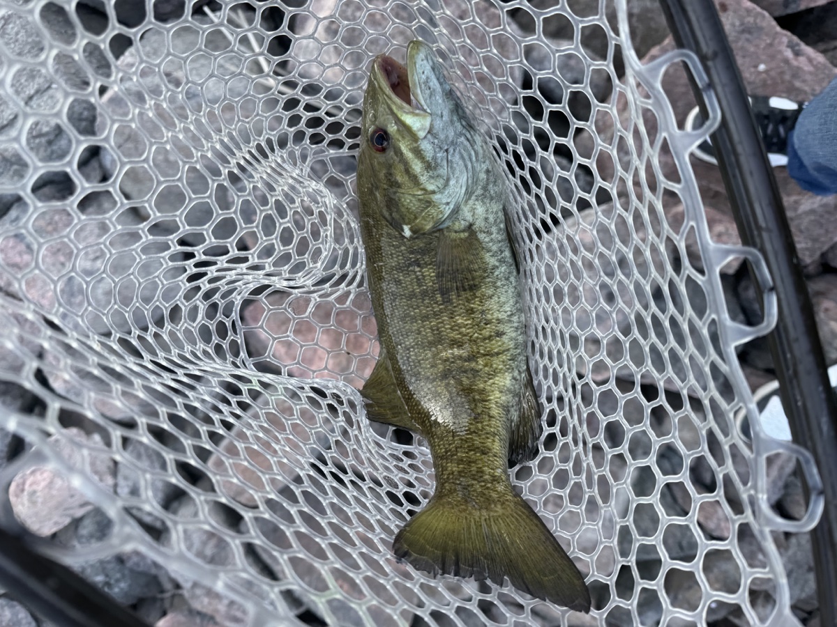 Colorado trout 76