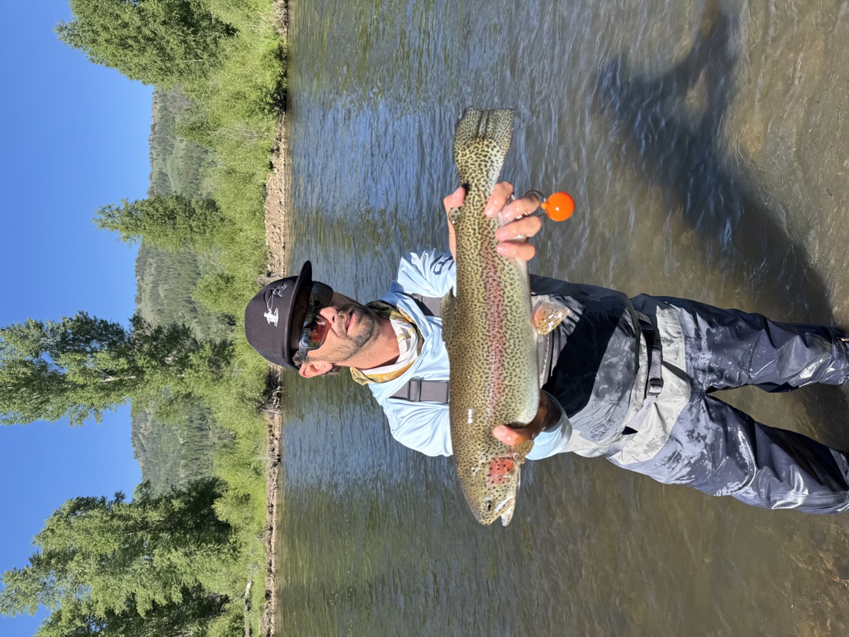 Colorado trout 78