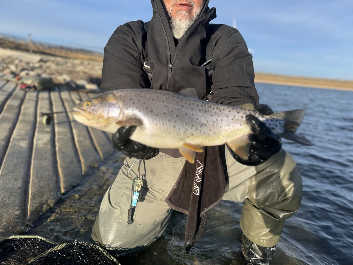 Colorado trout 8