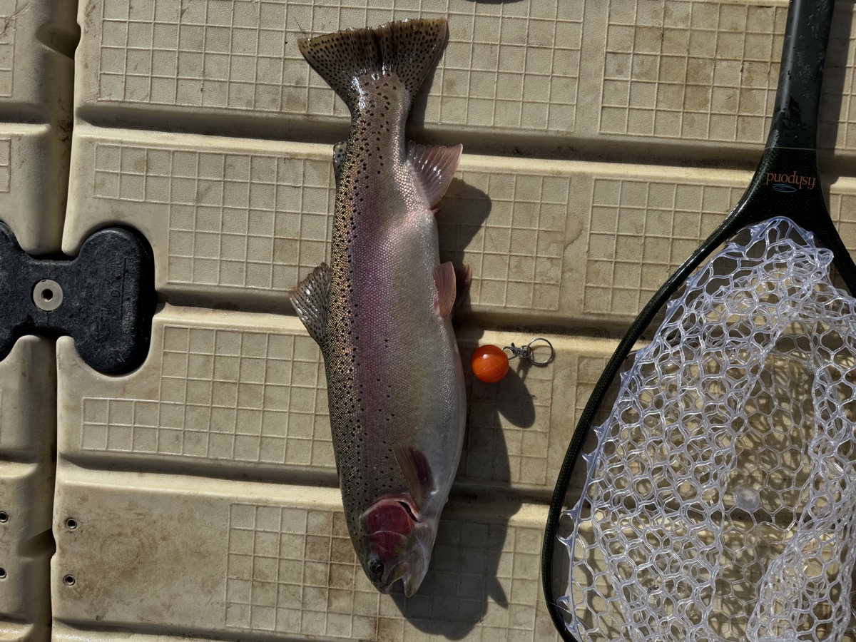 Colorado trout 79